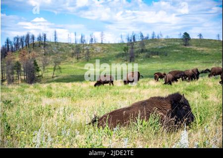 Eine Bison-Herde streift durch die offenen Ebenen zum Custer State Park in South Dakota. Stockfoto