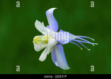 Aquilegia coerulea, columbinenblume. Colorado blau, weiß. Seitenansicht, Nahaufnahme. Verschwommener natürlicher grüner Hintergrund, isoliert. Trencin, Slowakei. Stockfoto