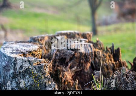 Alter verfaulender Baumstumpf, der Alter und Verfall von vielen Jahren zeigt. Stockfoto