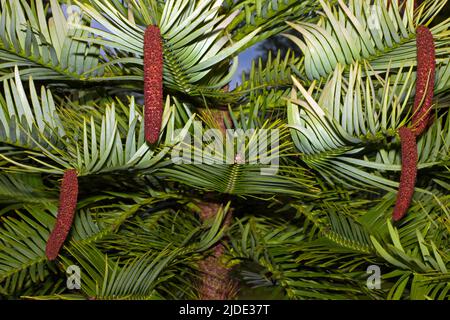 Wollemia nobilis (Wollemi-Kiefer) war nur aus Fossilien bekannt, bis in den gemäßigten Regenwäldern Australiens eine lebende Pflanze entdeckt wurde. Stockfoto