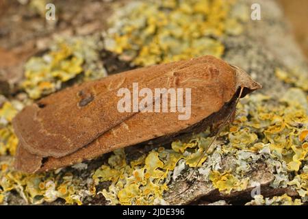 Dorsale Nahaufnahme auf einer hellen Farbform des großen gelben Unterflügels Noctua pronuba, der im Garten auf Holz sitzt Stockfoto