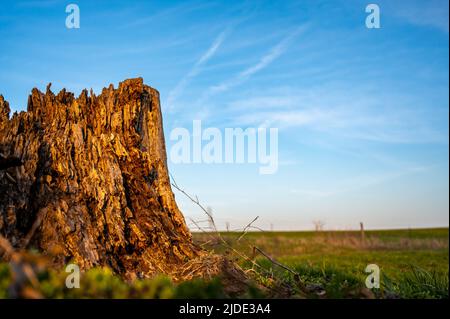 Alter verfaulender Baumstumpf, der Alter und Verfall von vielen Jahren zeigt. Stockfoto