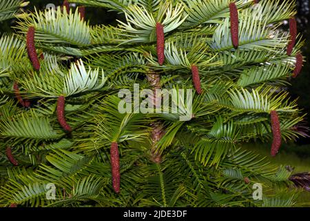 Wollemia nobilis (Wollemi-Kiefer) war nur aus Fossilien bekannt, bis in den gemäßigten Regenwäldern Australiens eine lebende Pflanze entdeckt wurde. Stockfoto