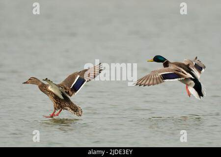 Stockenten Enten Anas platyrhynchos im Flug, Nahaufnahme. Fliegen mit gespreizten Flügeln. Landen auf dem Wasser. Teich Dubnica Slowakei. Stockfoto