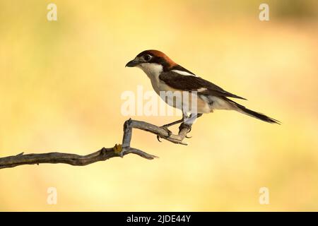 Männchen Woodchat würgt im Frühjahr auf seinem Brutgebiet zunächst in rautendem Gefieder Stockfoto