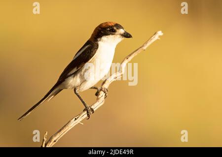 Männchen Woodchat würgt im Frühjahr auf seinem Brutgebiet zunächst in rautendem Gefieder Stockfoto