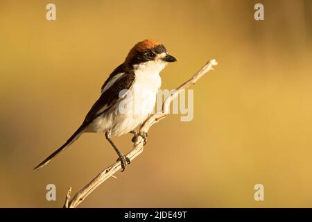 Männchen Woodchat würgt im Frühjahr auf seinem Brutgebiet zunächst in rautendem Gefieder Stockfoto