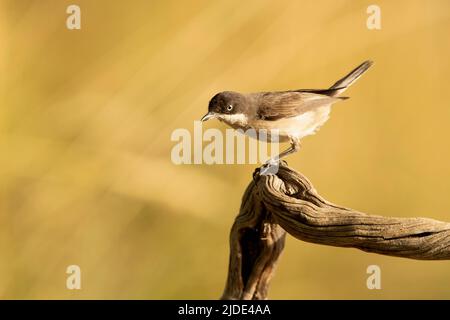 Westliches, verwehtes Waldsänger-Männchen im Frühjahr auf seinem Brutgebiet in rautendem Gefieder am ersten Tageslichteinfall Stockfoto