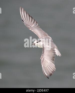 Whiskered Tern ist ein Vogel der Alten Welt. Sie brüten an verstreuten Orten in Europa, Asien, Afrika und Australien. Stockfoto