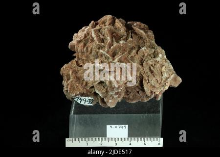 Gips. Mineralien. Nordamerika; USA; New Mexico; Chaves County; Roswell; Bitter Lake National Wildlife Refuge Stockfoto