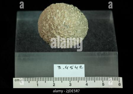 Dahllit. Mineralien. Nordamerika; USA; Wyoming; Big Horn County; Shell Stockfoto