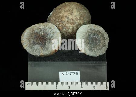 Dahllit. Mineralien. Nordamerika; USA; Wyoming; Big Horn County; Shell Stockfoto