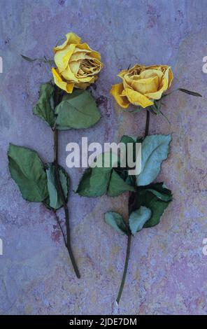 Zwei getrocknete gelbe Rosen oder Rosa liegen mit ihren Stielen und Blättern auf rosafarbenem und orangefarbenem Schieferschiefer Stockfoto