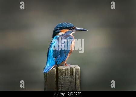 Eisvögel sitzen auf der Post und warten darauf, dass Fische vorbeischwimmen Stockfoto