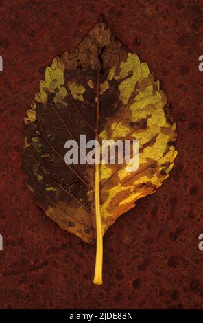 Nahaufnahme von oben eines einzelnen Blattes der Hydrangea macrophylla, das sich von gelb und grün zu rot und braun auf einem rostigen Metallblech befindet Stockfoto