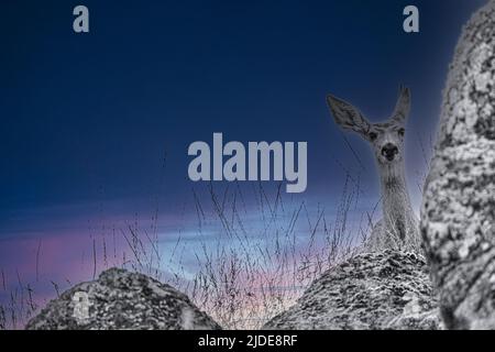 Maultier-Hirse (Odocoileus hemionus) in Schwarz und Farbe Stockfoto