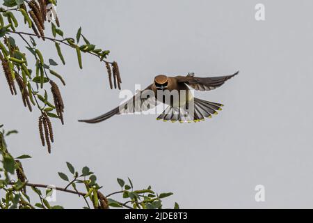 Cedar Waxwing (Bombycilla cedrorum) im Flug Stockfoto