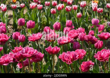 Draufsicht auf rosa Tulpen in einem Blumenkulturen-Feld. Stockfoto