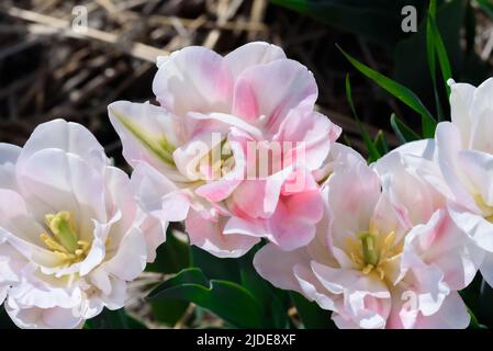 Draufsicht auf blühende Tulpen mit weißen und rosa Blütenblättern und gelben Strichen. Stockfoto