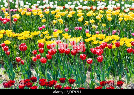 Blick auf ein Anbaugebiet verschiedener Sorten blühender Tulpen im frühen Frühjahr. Collegno, Italien. Stockfoto