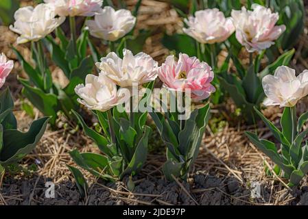 Draufsicht auf blühende Tulpen mit weißen und rosa Blütenblättern und gelben Strichen. Stockfoto