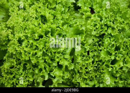 Grüne junge Sprossen von Salatblättern auf einem Bett, Gartengrundstück Stockfoto