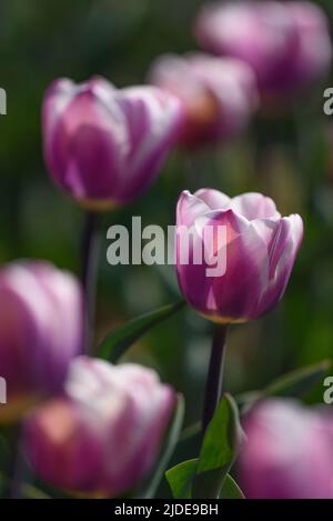 Seitenansicht der Librije Tulpen in einem Feld von Blumenkulturen vor einem verschwommenen Hintergrund. Vertikales Bild. Stockfoto