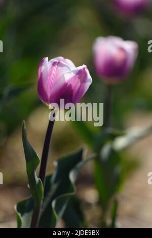 Seitenansicht der Librije Tulpen in einem Feld von Blumenkulturen vor einem verschwommenen Hintergrund. Vertikales Bild. Stockfoto