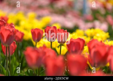 Selektiver Fokus von Reihen roter Tulpen vor einem Hintergrund von verschwommenen gelben Tulpen in einem Feld von Blumenkulturen. Stockfoto