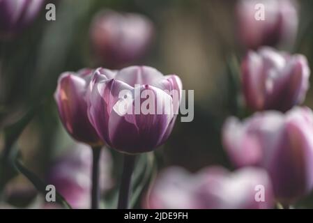 Seitenansicht von zwei Librije Tulpen mit weißen und violetten Blütenblättern in einem Blumenfeld vor einem verschwommenen Hintergrund Stockfoto