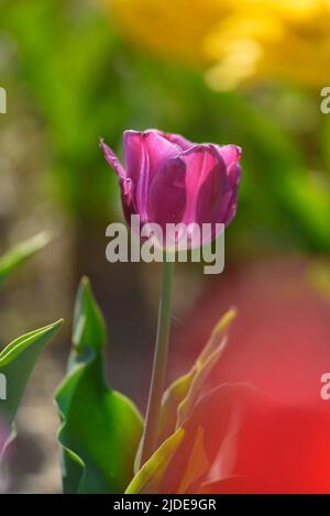 Seitenansicht einer blühenden violetten Tulpe vor verschwommenem Hintergrund. Stockfoto