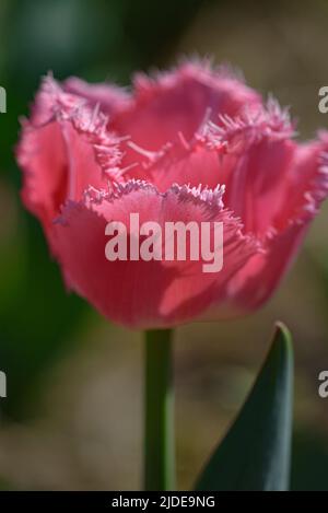 Seitenansicht einer blühenden rosafarbenen Tulpe mit Fransen-Blütenblättern und gelben Strichen. Stockfoto