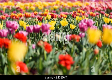Blick auf ein Anbaugebiet verschiedener Sorten blühender Tulpen im frühen Frühjahr. Collegno, Italien. Stockfoto