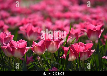 Ansicht von rosa Tulpen mit verschwommenen Tulpen auf dem Hintergrund. Stockfoto