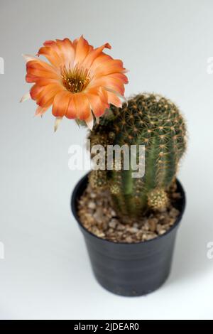 Kaktus Echinopsis mit roter Blume auf weißem Hintergrund Stockfoto