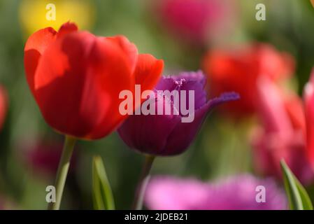 View of two tulips, red tulip and fringed cacharel tulip. Vertical shot. Stockfoto