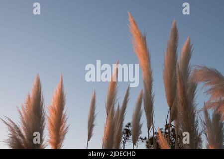 Fuchsschwanzpflanze am Strand von Las Flores in der Abenddämmerung, Maldonado, Uruguay Stockfoto