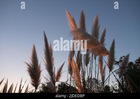Fuchsschwanzpflanze am Strand von Las Flores in der Abenddämmerung, Maldonado, Uruguay Stockfoto
