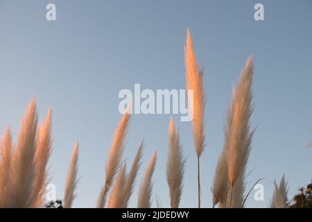 Fuchsschwanzpflanze am Strand von Las Flores in der Abenddämmerung, Maldonado, Uruguay Stockfoto