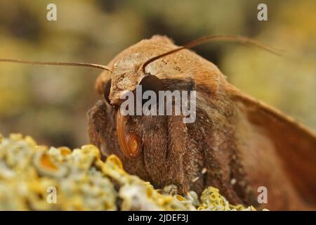 Nahaufnahme des Gesichts auf einer hellen Farbform des großen gelben Unterflügels Noctua pronuba, der im Garten auf Holz sitzt Stockfoto