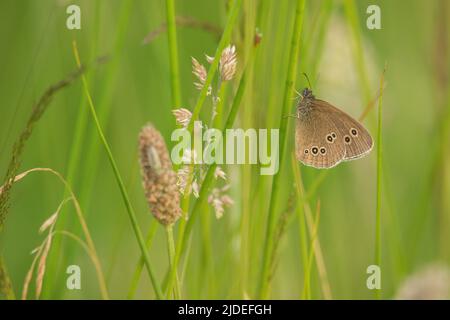 Ringel-Schmetterling Aphantopus hyperantus Wales, Großbritannien Stockfoto