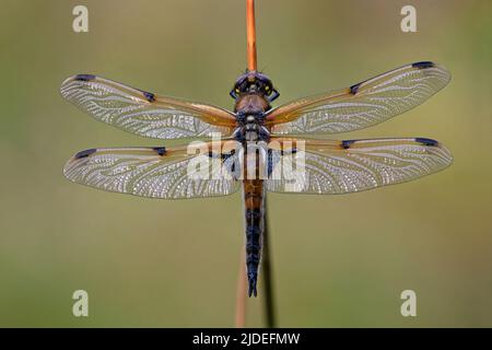 Vier gepunktete Chaser Libelle (Libellula quadrimaculata), die im frühen Morgenlicht funkelt Stockfoto