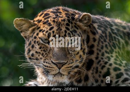 Nahaufnahme des Amur-Leoparden (Panthera pardus orientalis), das im Südosten Russlands und Nordchina beheimatet ist Stockfoto