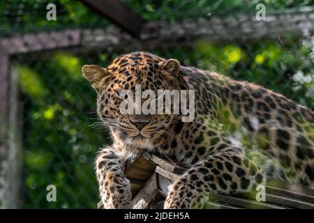 Captive Amur Leopard (Panthera pardus orientalis) Nahaufnahme Porträt in der Einzäunung des Zoos / zoologischen Parks, die in Russland und Nordchina Stockfoto