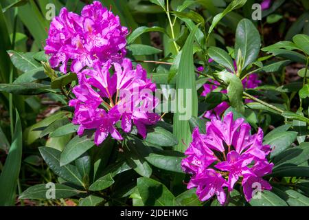 Helle Blüten auf einer Rhodadendrum in Steamboat Springs Colorado Stockfoto