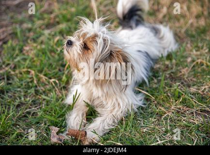 Schwarz-weiß Schoßhund Nahaufnahme Stockfoto