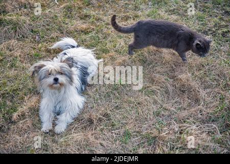 schottisch graue Katze und Schoßhund spielen im Garten Stockfoto