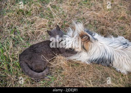 schottisch graue Katze und Schoßhund spielen umarmt im Garten Stockfoto