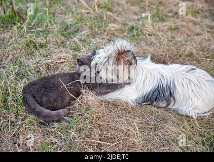 schottisch graue Katze und Schoßhund spielen im Garten Stockfoto