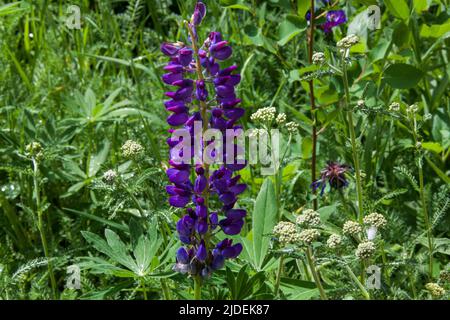 Eine von vielen blühenden Pflanzen in Steamboat Springs Stockfoto